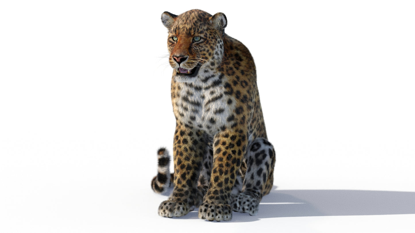 Leopard sitting 3D Model with Fur