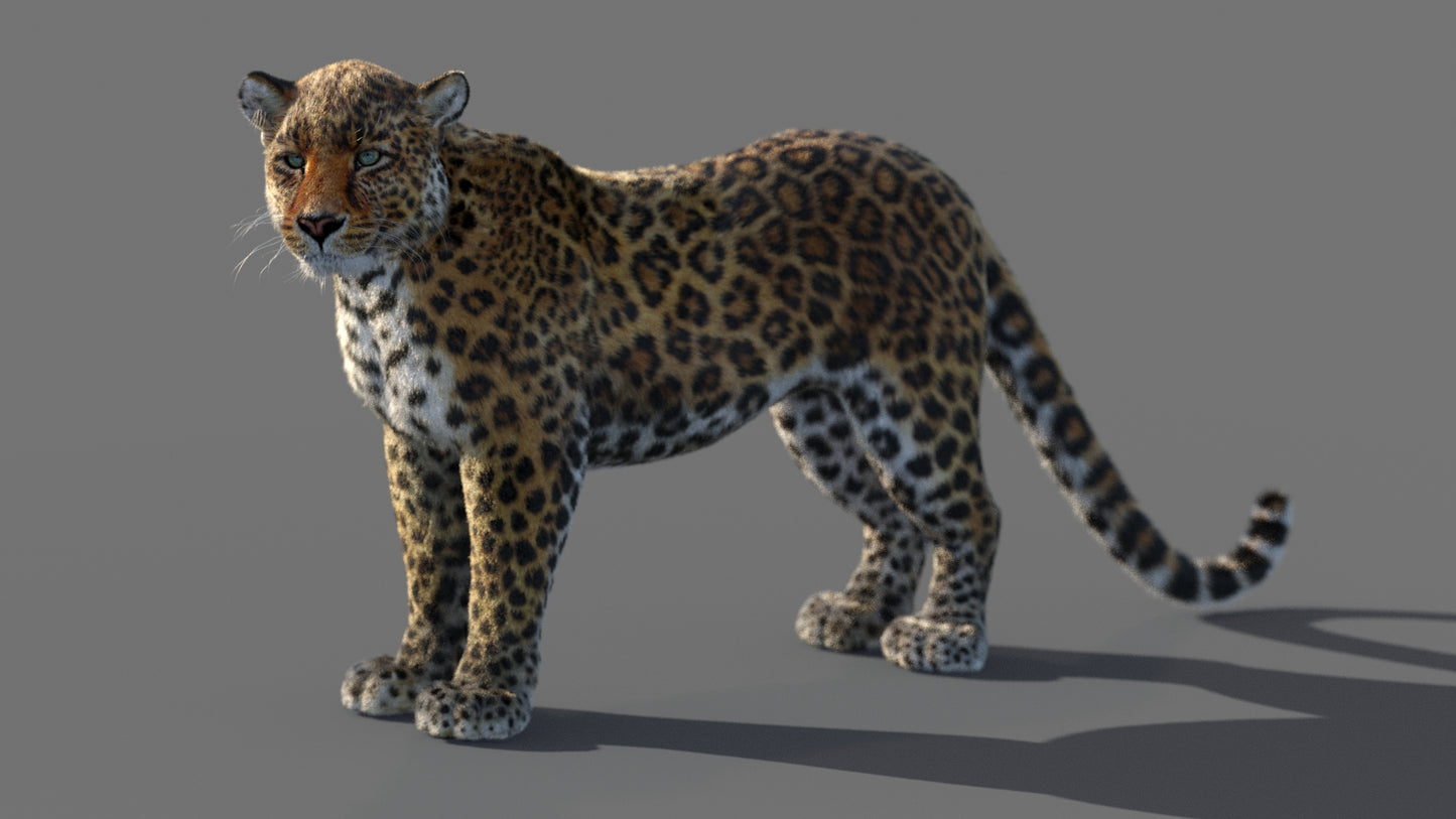 Animated Leopard 3D Model with Fur