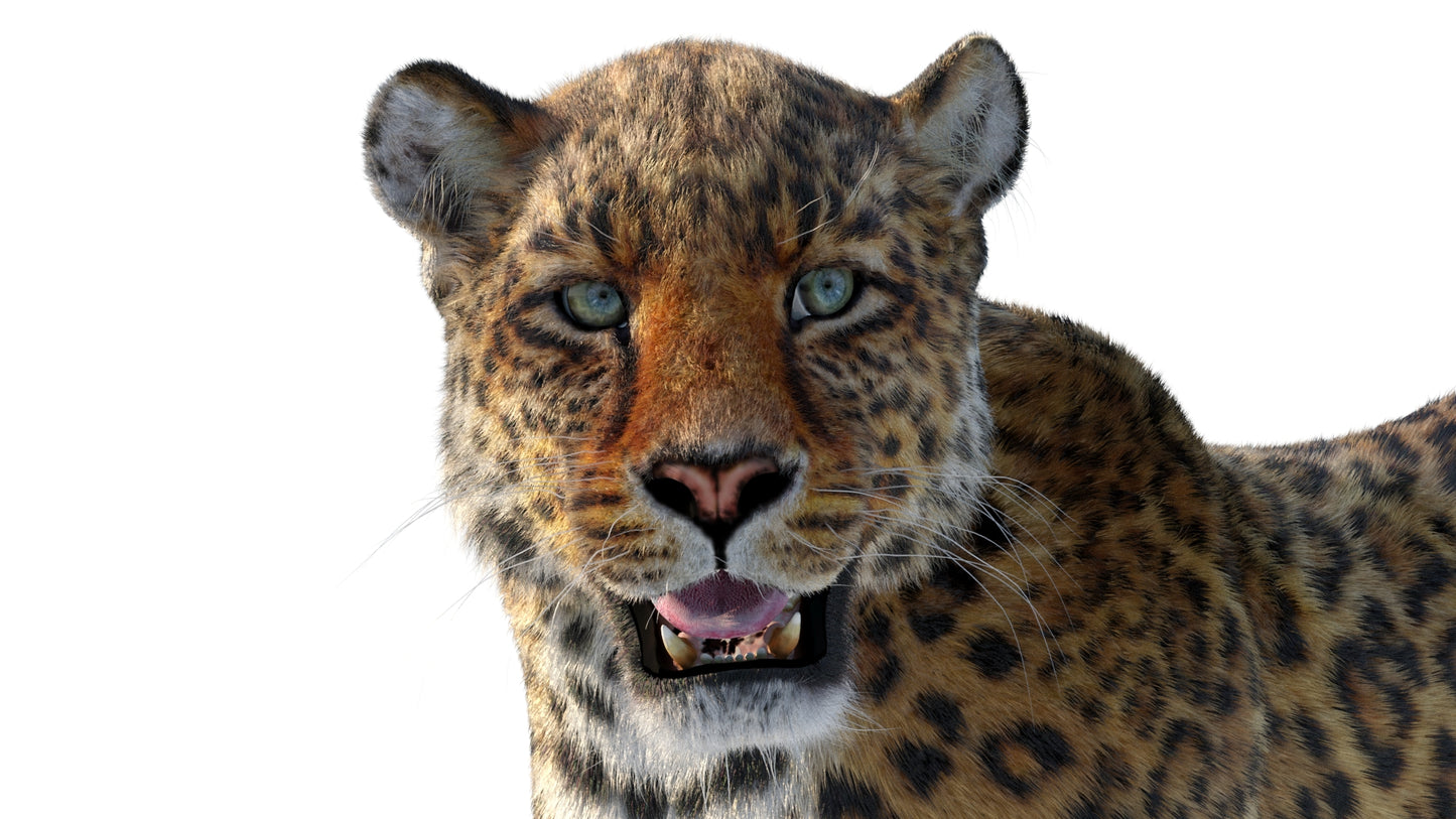 Leopard 3D Model Rigged with Fur
