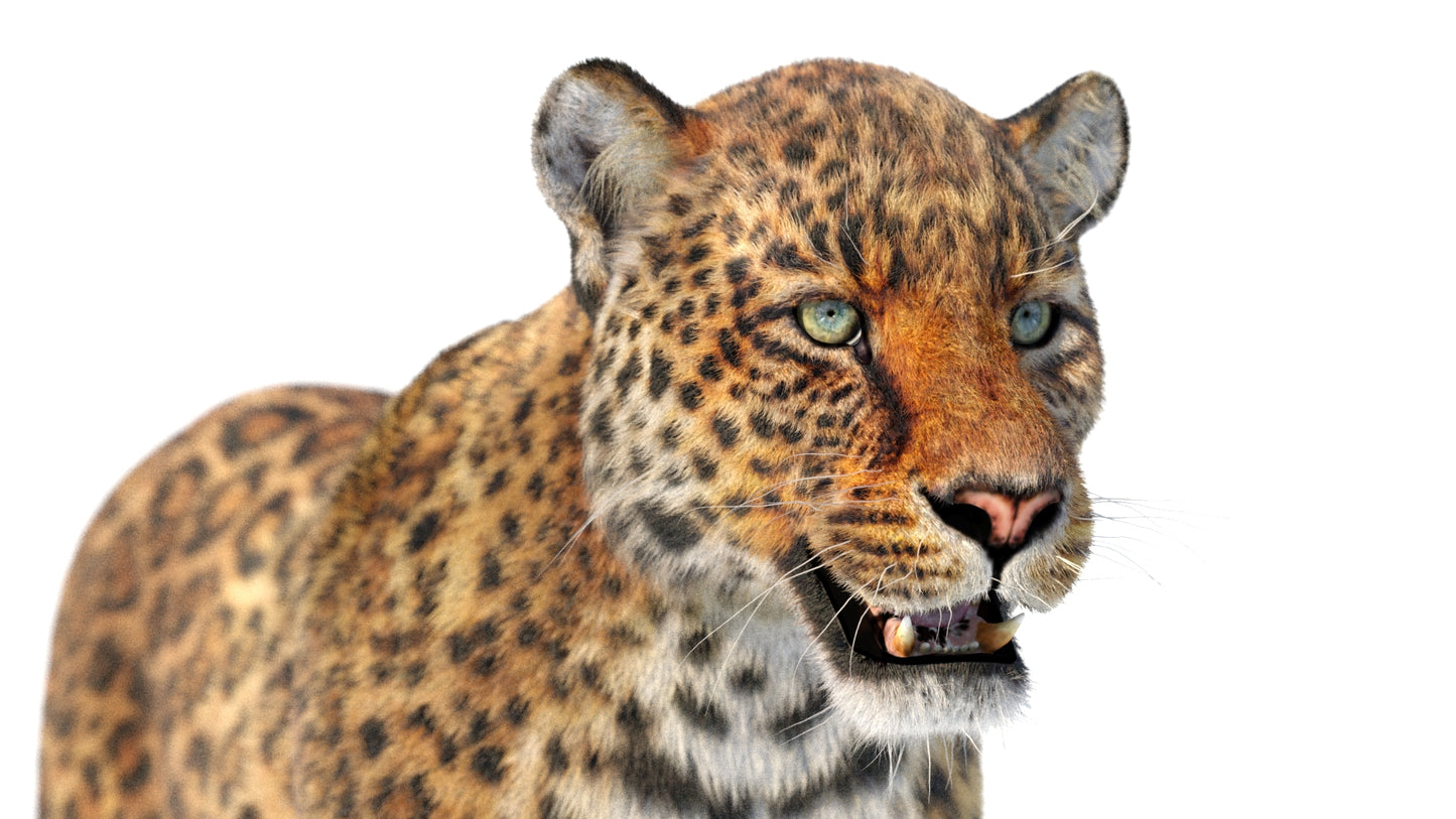 Animated Leopard 3D Model with Fur - Head Close Up