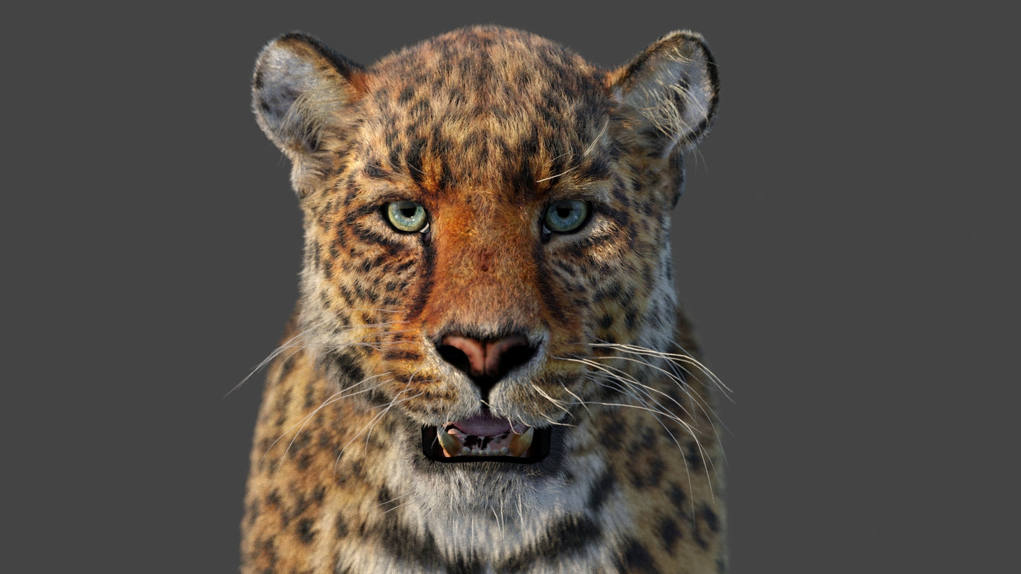 Leopard 3D Model Animated Fur