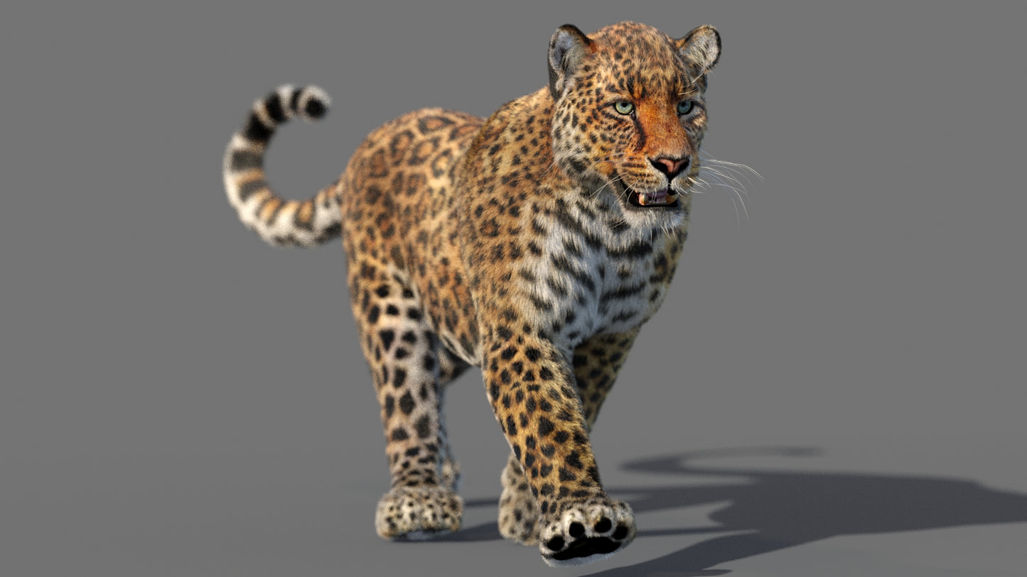 Animated Leopard 3D Model with Fur - Walking Pose