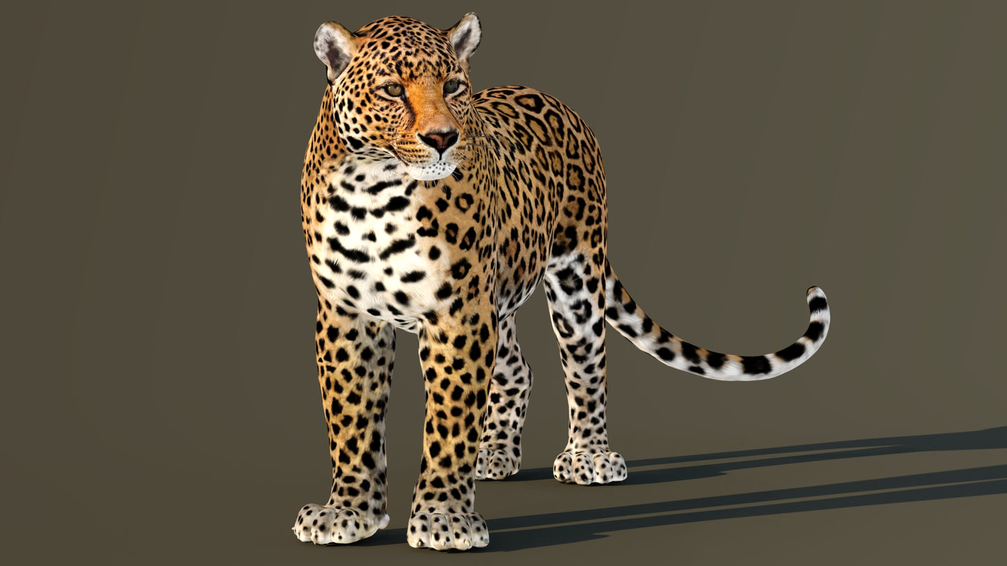 Rigged Leopard 3D Model for Download