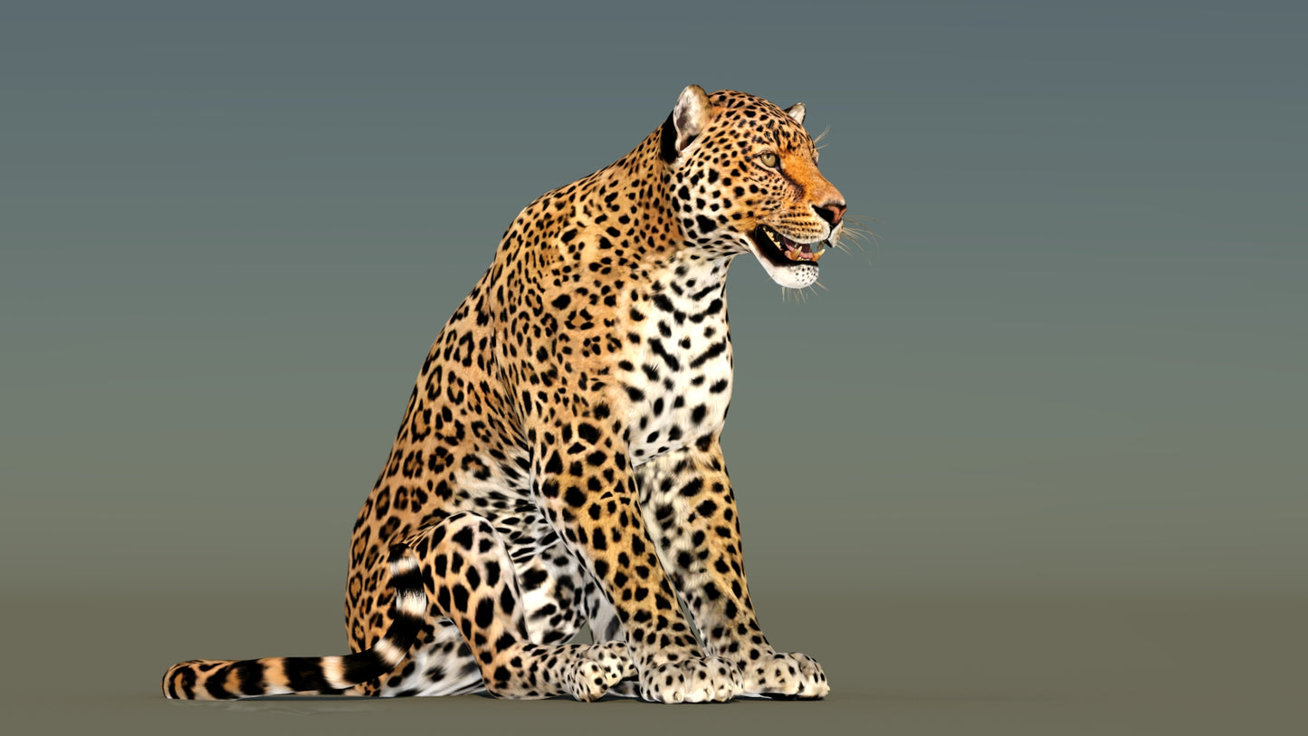 Sitting Leopard 3D Model Rigged with 3ds Max CAT Motion