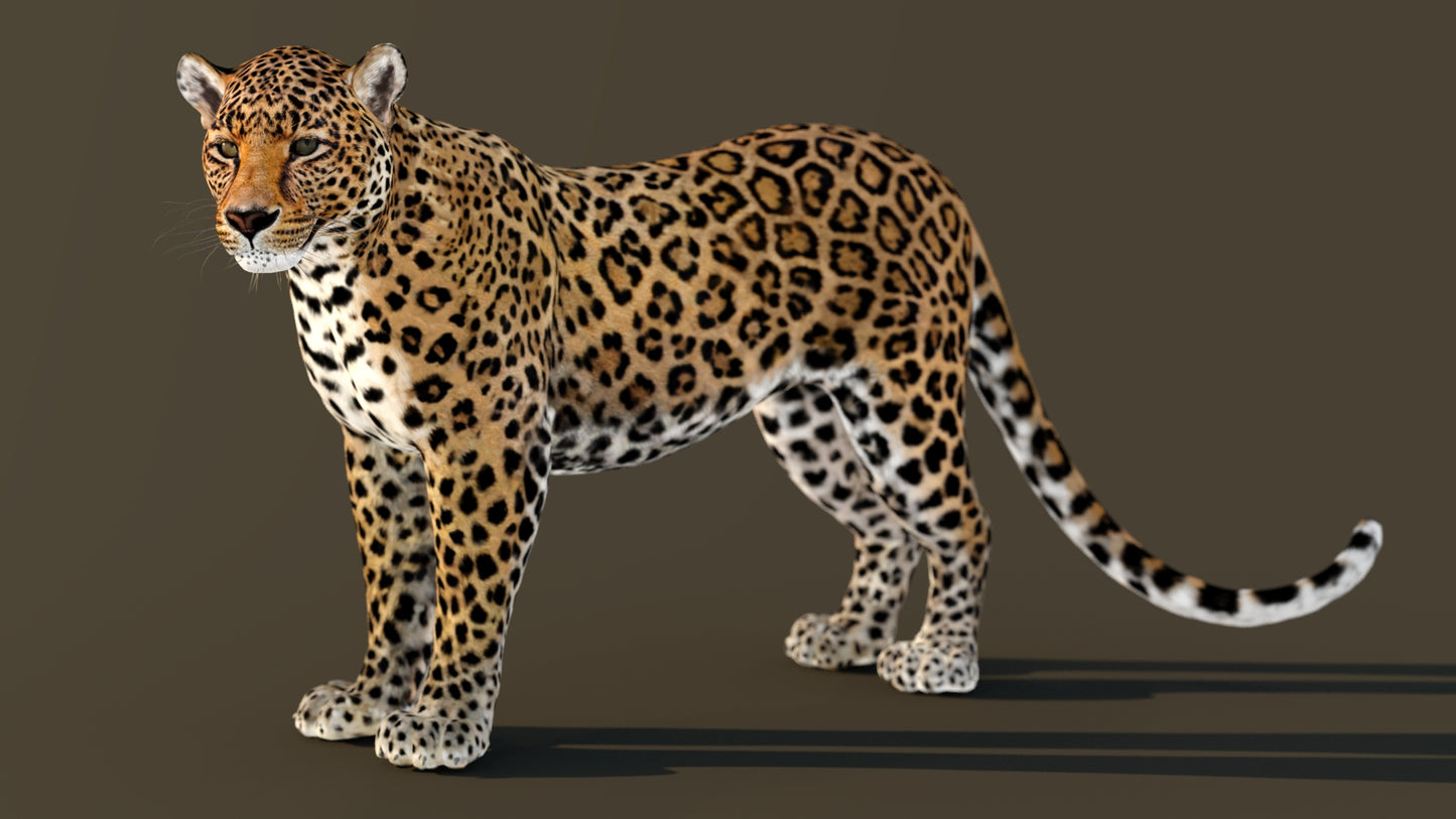 Standing Leopard 3D Model Rigged with 3ds Max CAT Motion