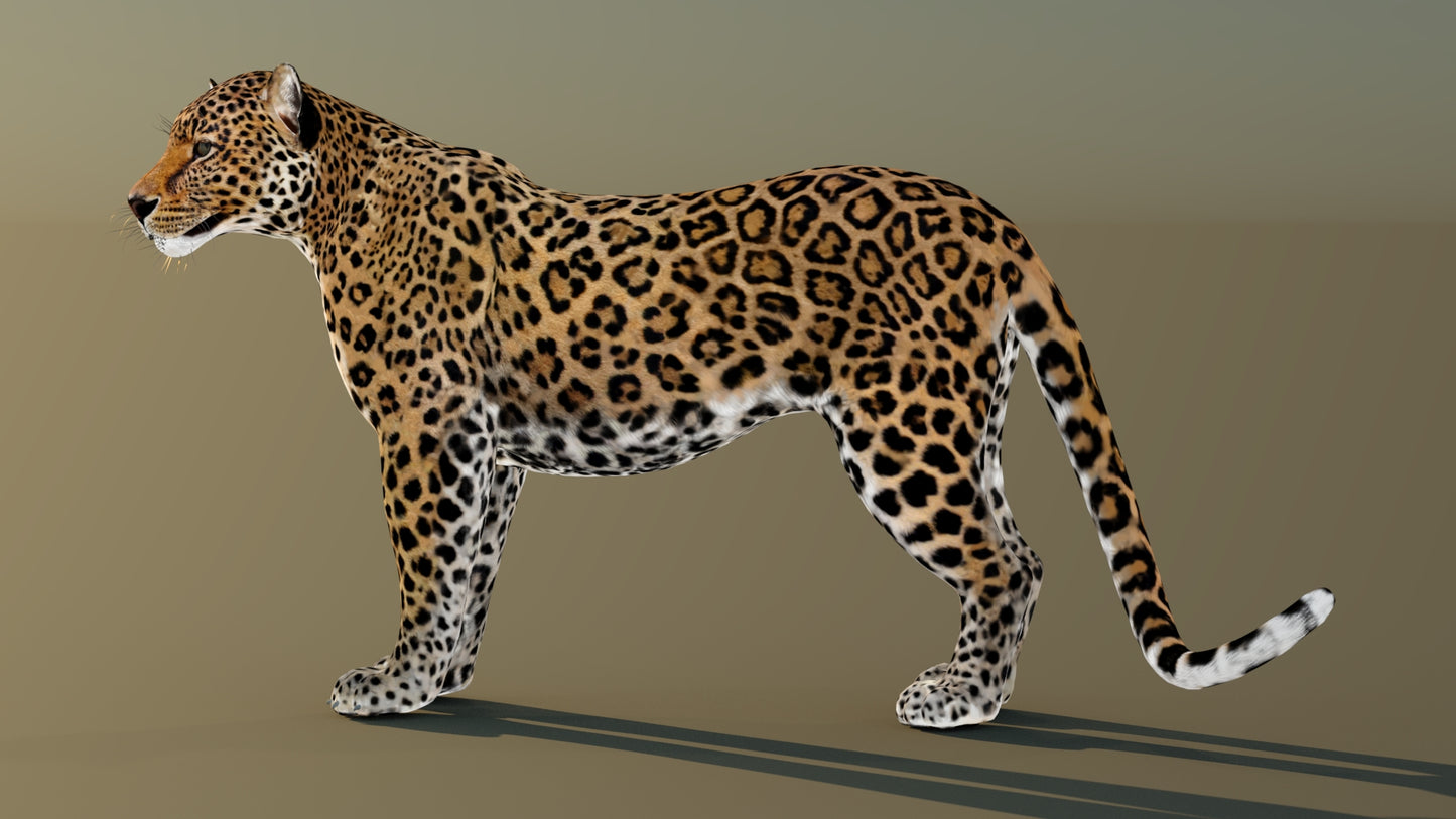 Realistic Leopard 3D Model Rigged with 3ds Max CAT Motion