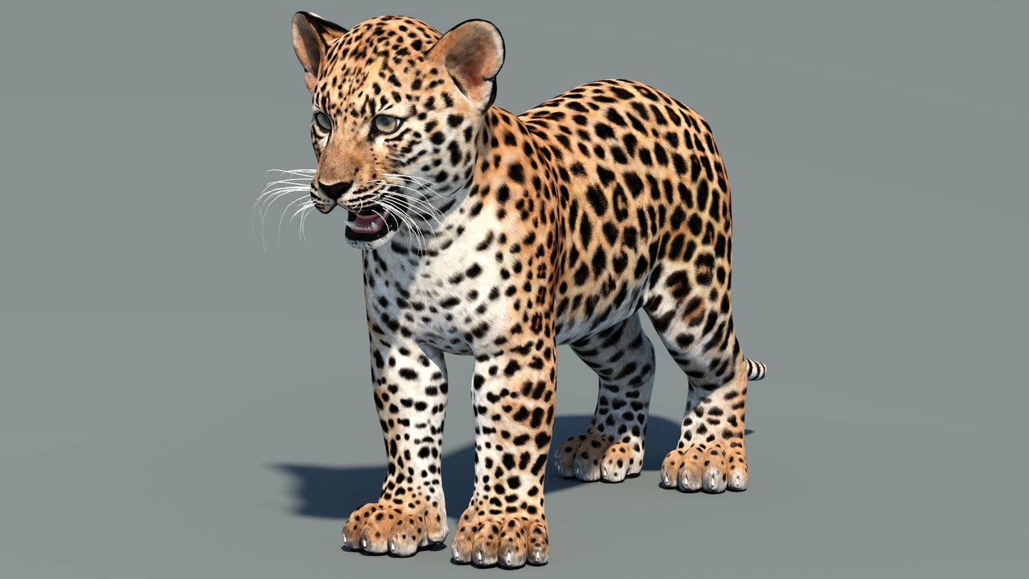 Leopard Cub 3D Model