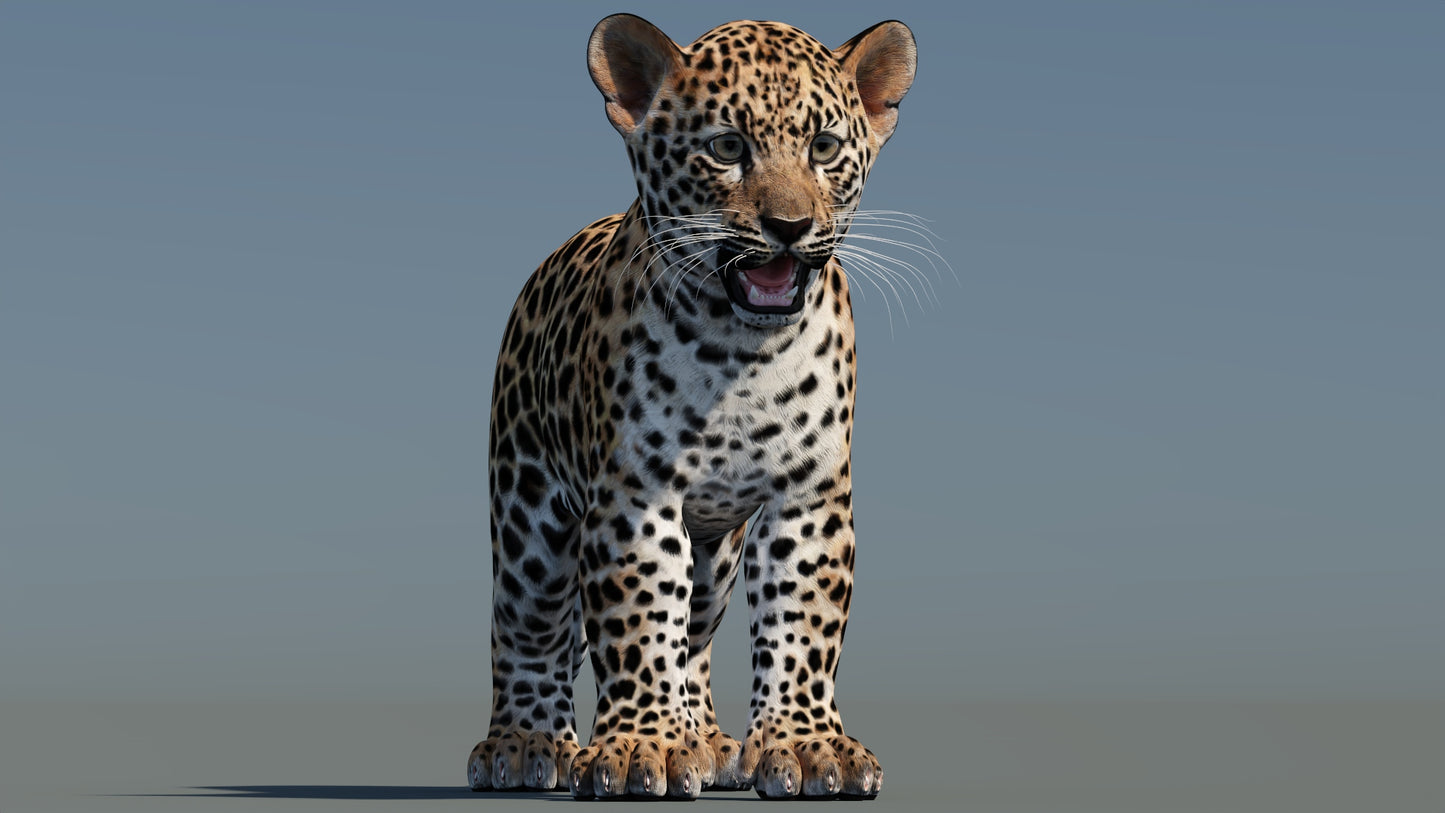Leopard Cub 3D Model
