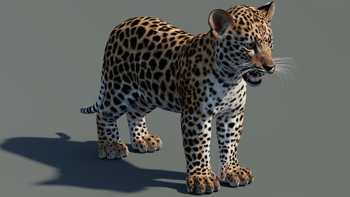 Leopard Cub 3D Model