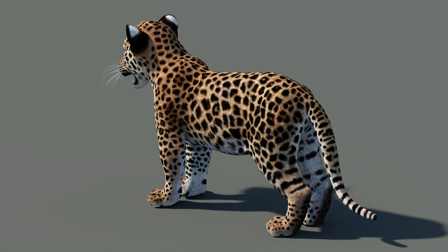 Leopard Cub 3D Model