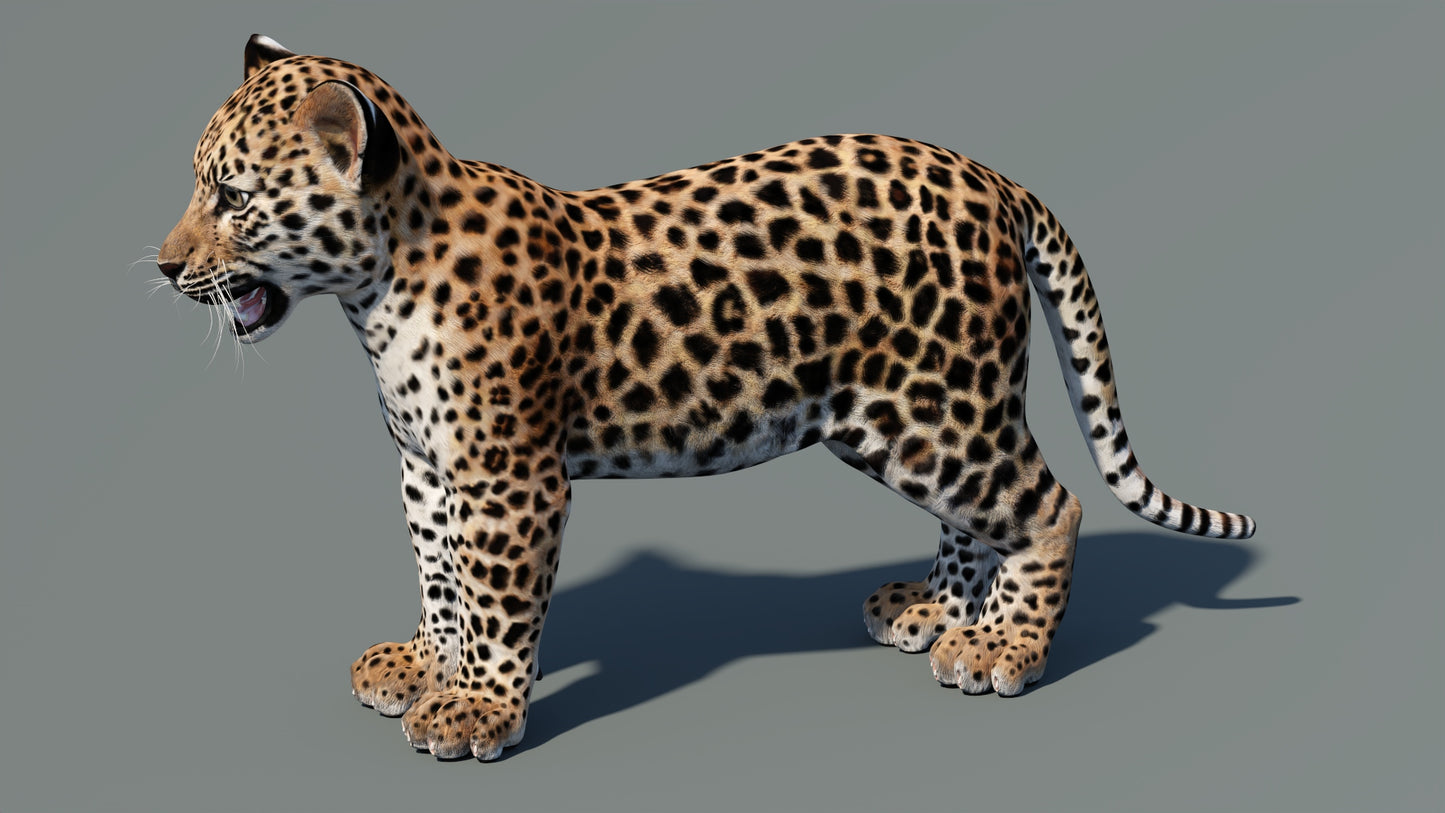 Leopard Cub 3D Model
