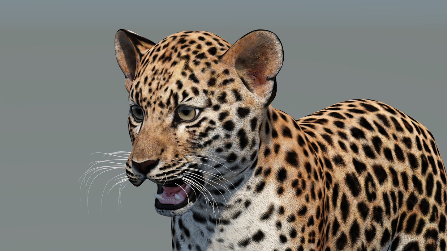 Leopard Cub 3D Model