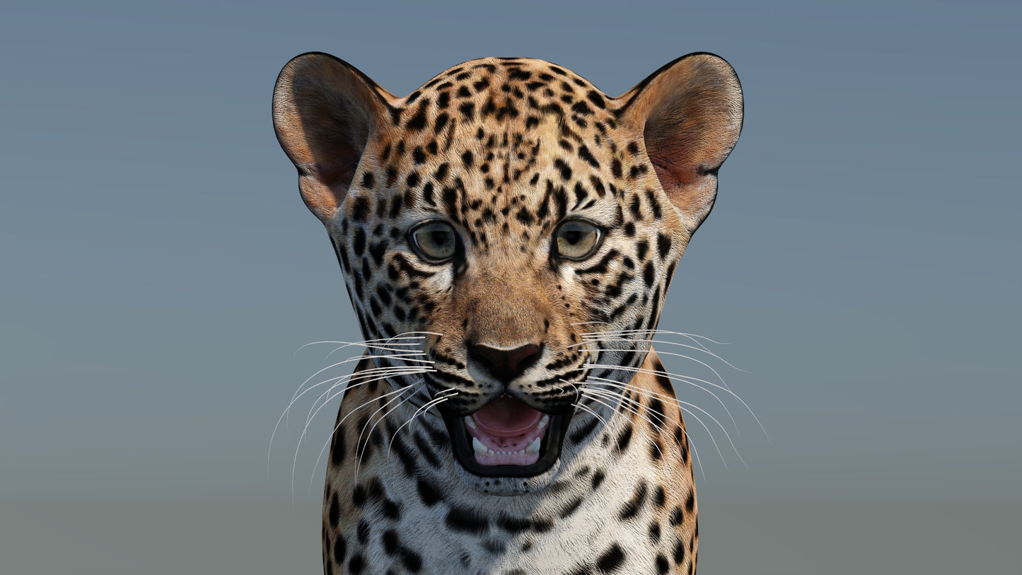 Leopard Cub 3D Model