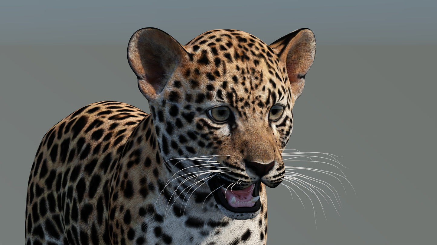 Leopard Cub 3D Model
