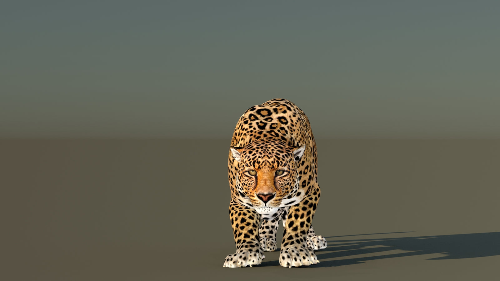 Leopard 3D Model Animated 360° view 6 frame 4