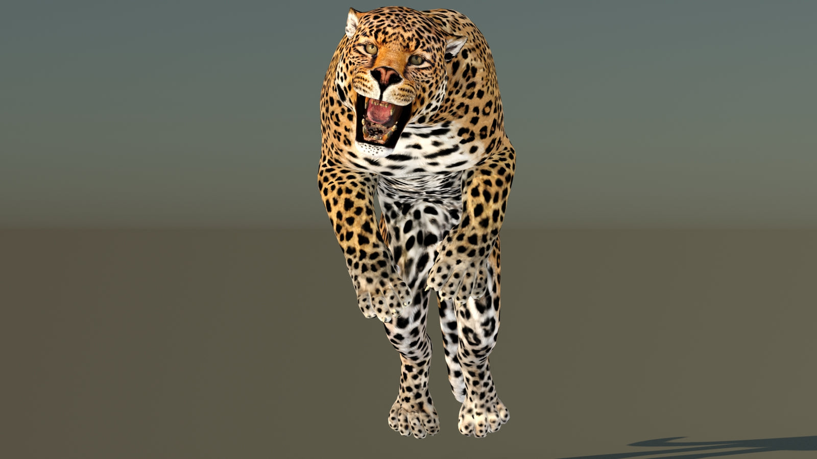 Leopard 3D Model Animated 360° view 6 frame 23