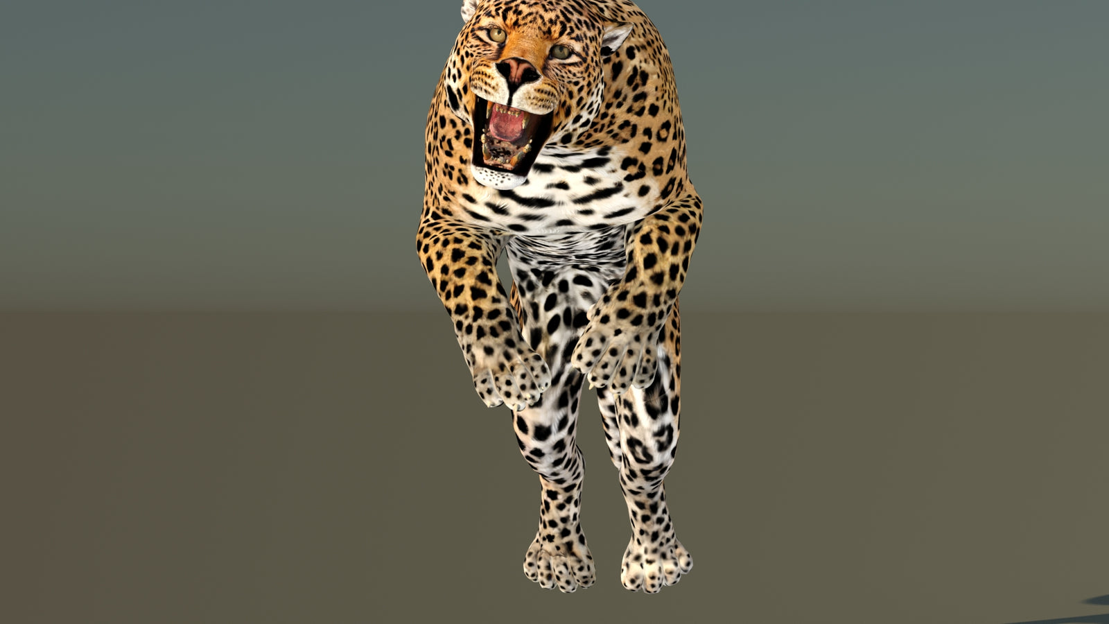 Leopard 3D Model Animated 360° view 6 frame 24
