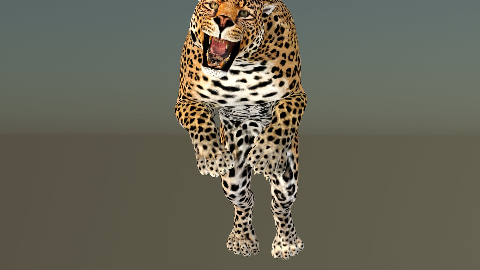 Leopard 3D Model Animated 360° view 6 frame 25