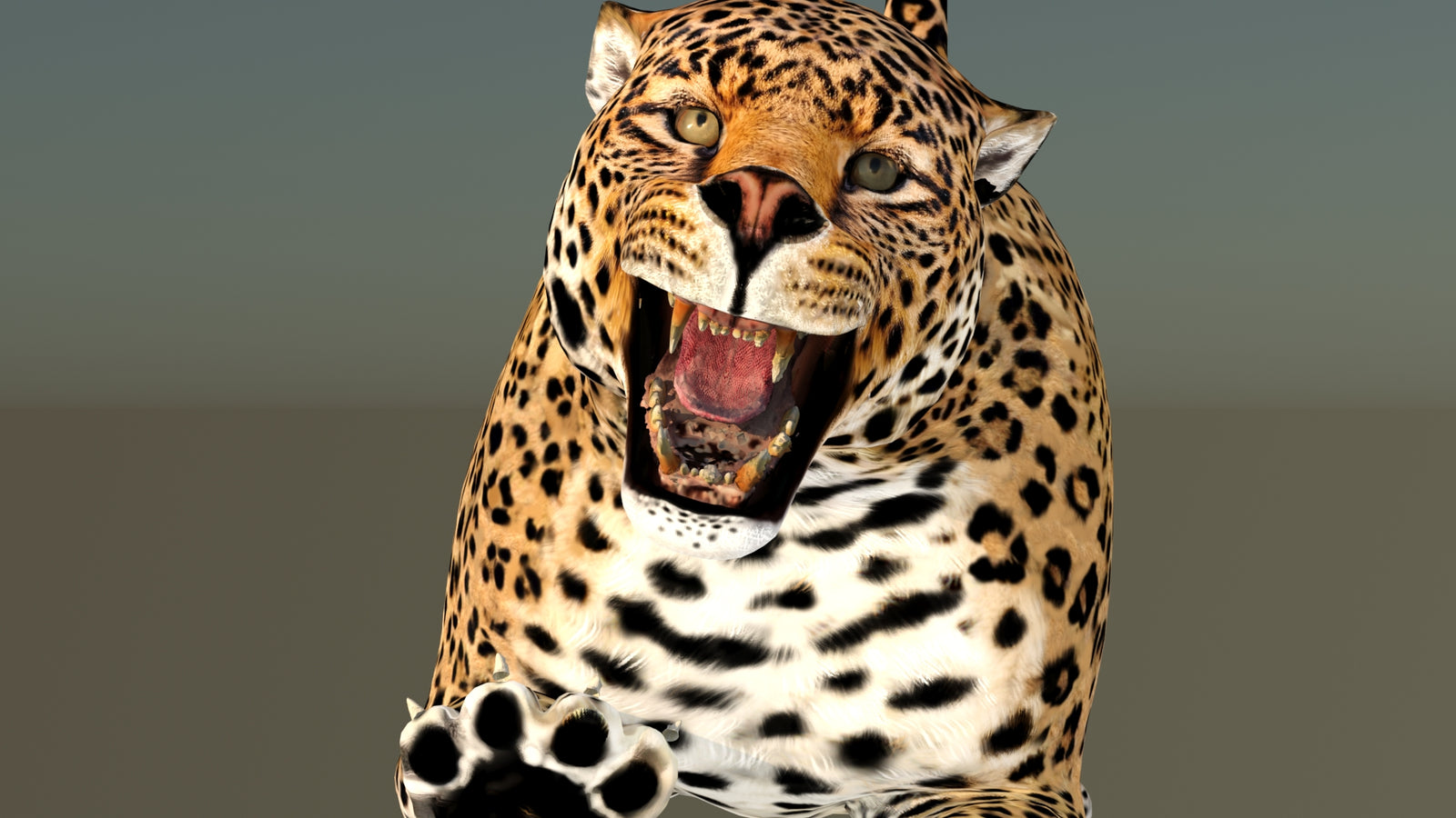 Leopard 3D Model Animated 360° view 6 frame 30