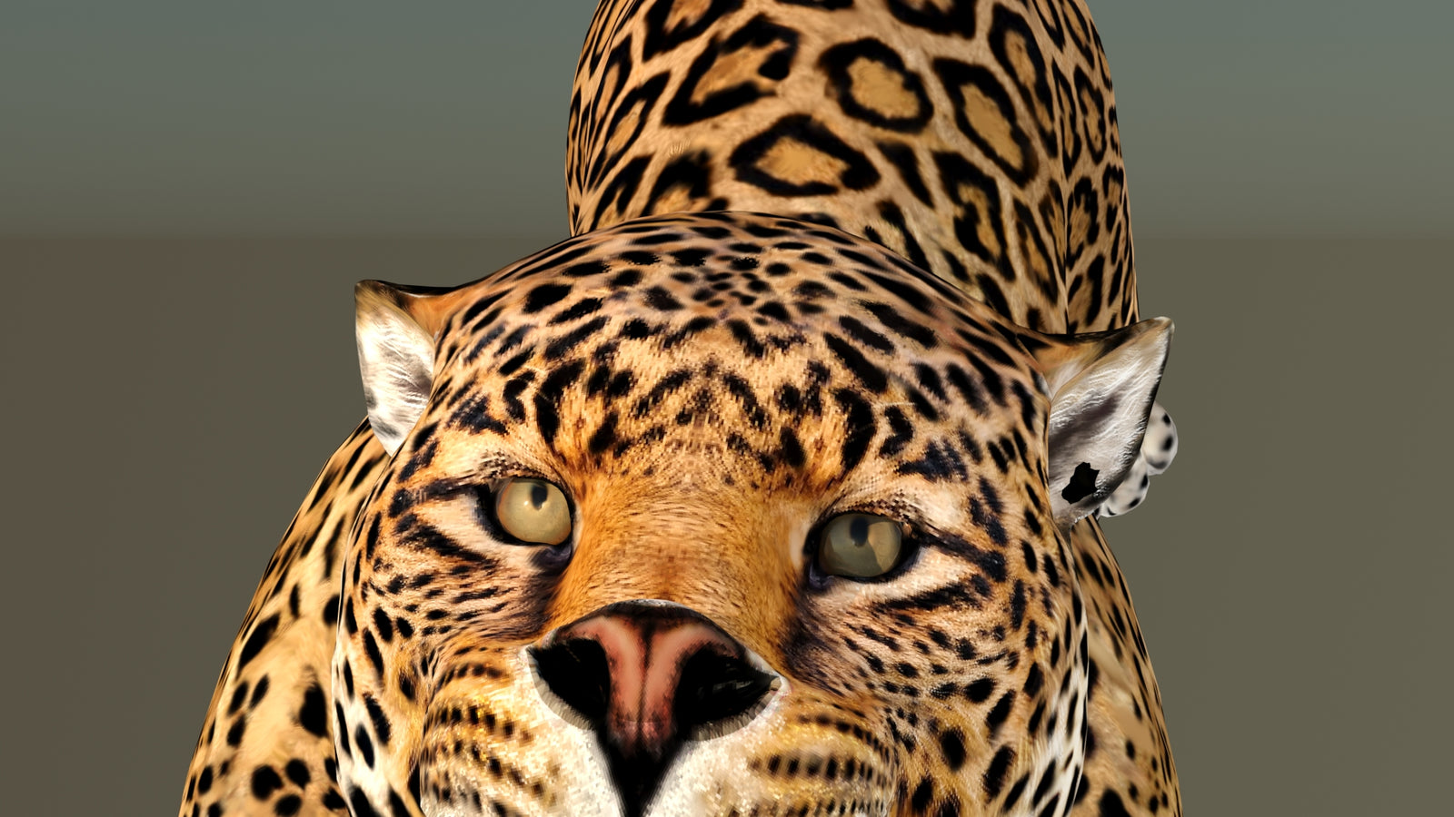 Leopard 3D Model Animated 360° view 6 frame 36