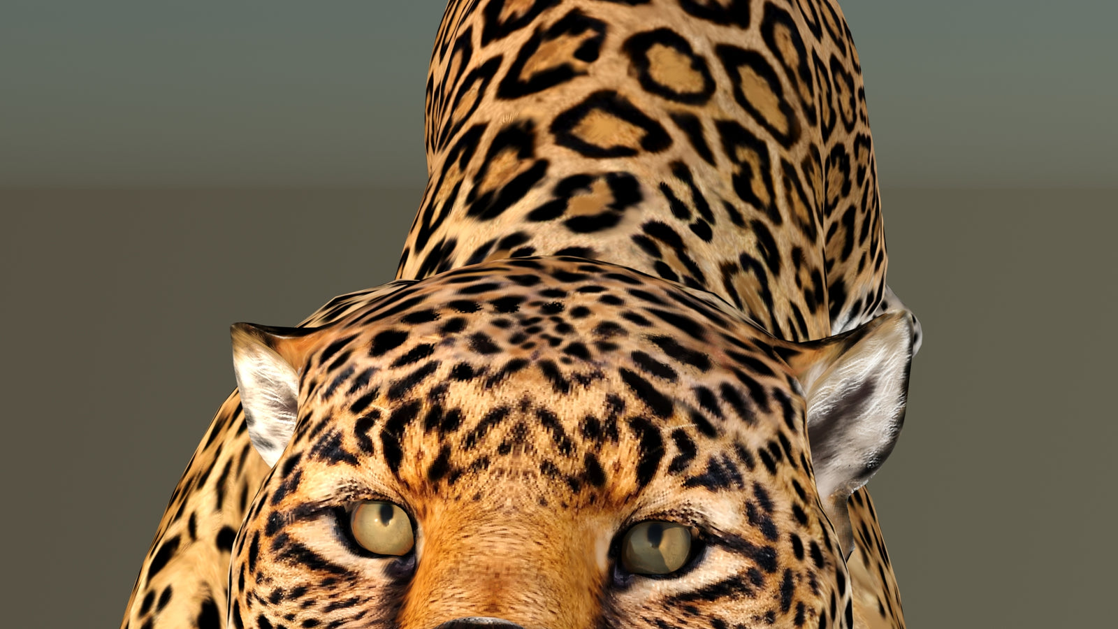 Leopard 3D Model Animated 360° view 6 frame 37