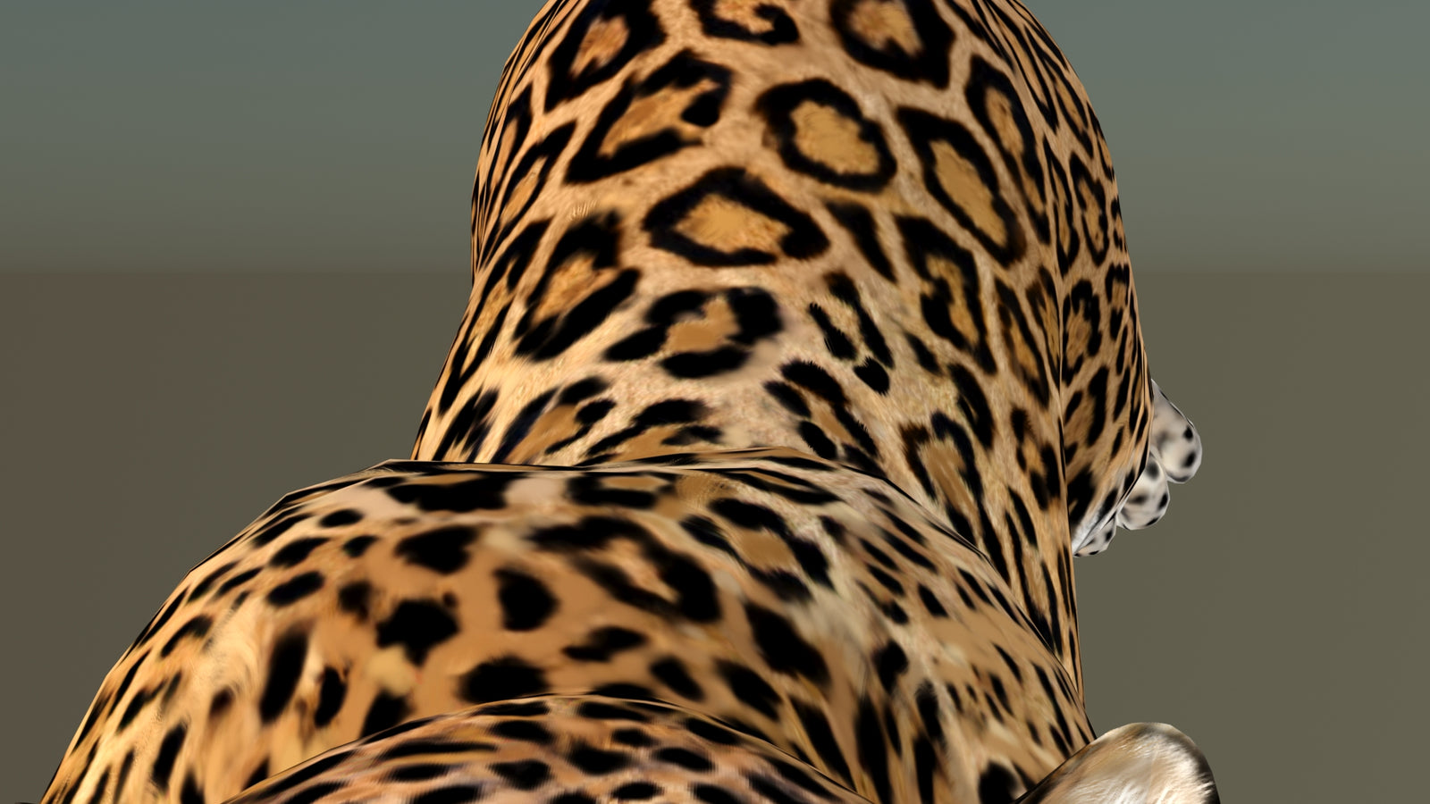 Leopard 3D Model Animated 360° view 6 frame 40