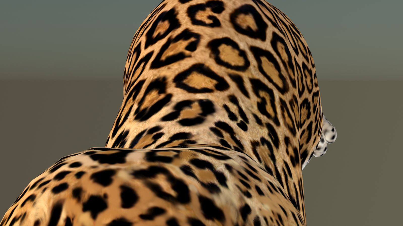 Leopard 3D Model Animated 360° view 6 frame 41