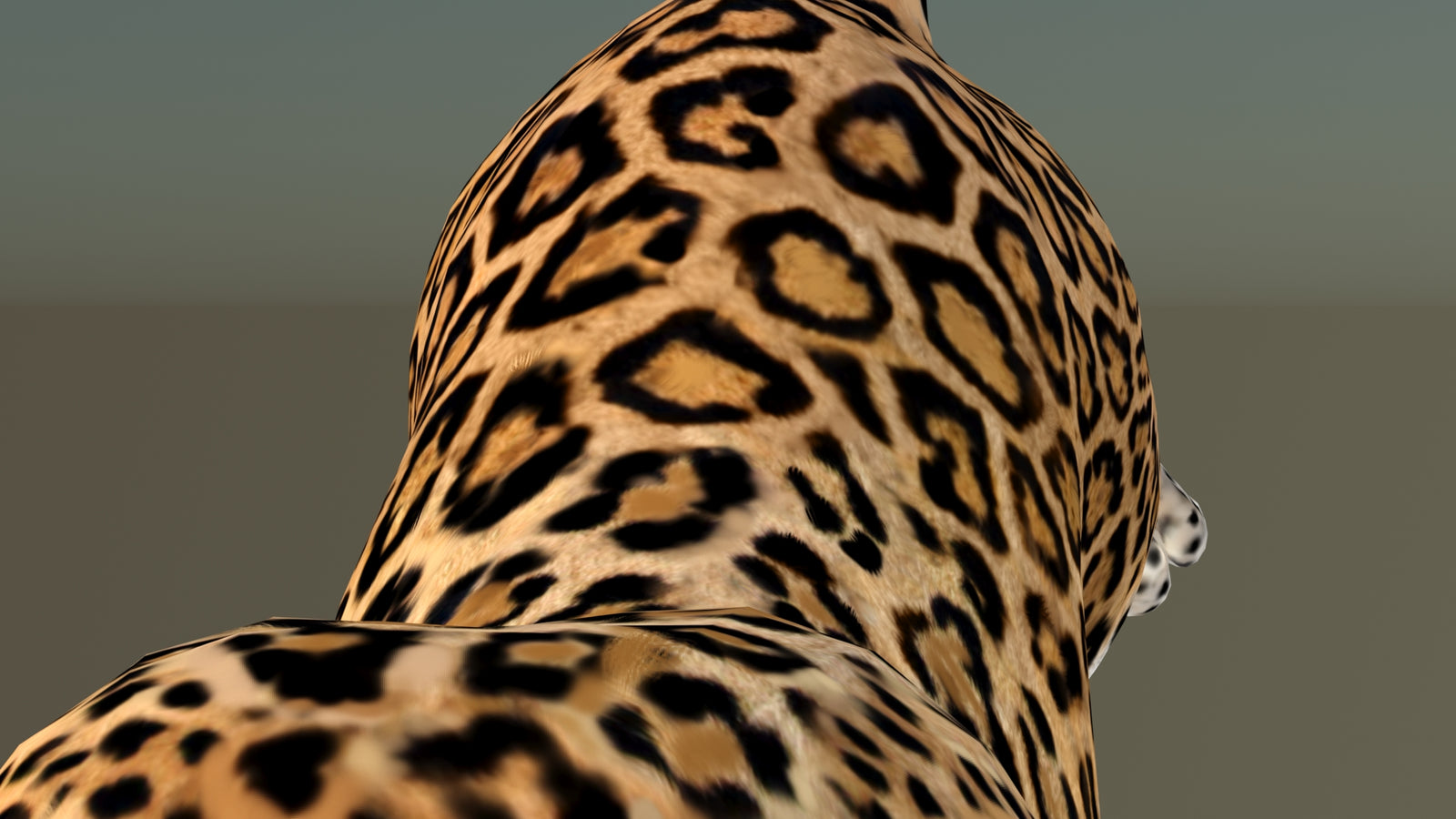 Leopard 3D Model Animated 360° view 6 frame 42