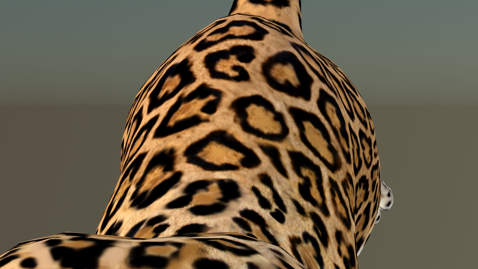 Leopard 3D Model Animated 360° view 6 frame 43