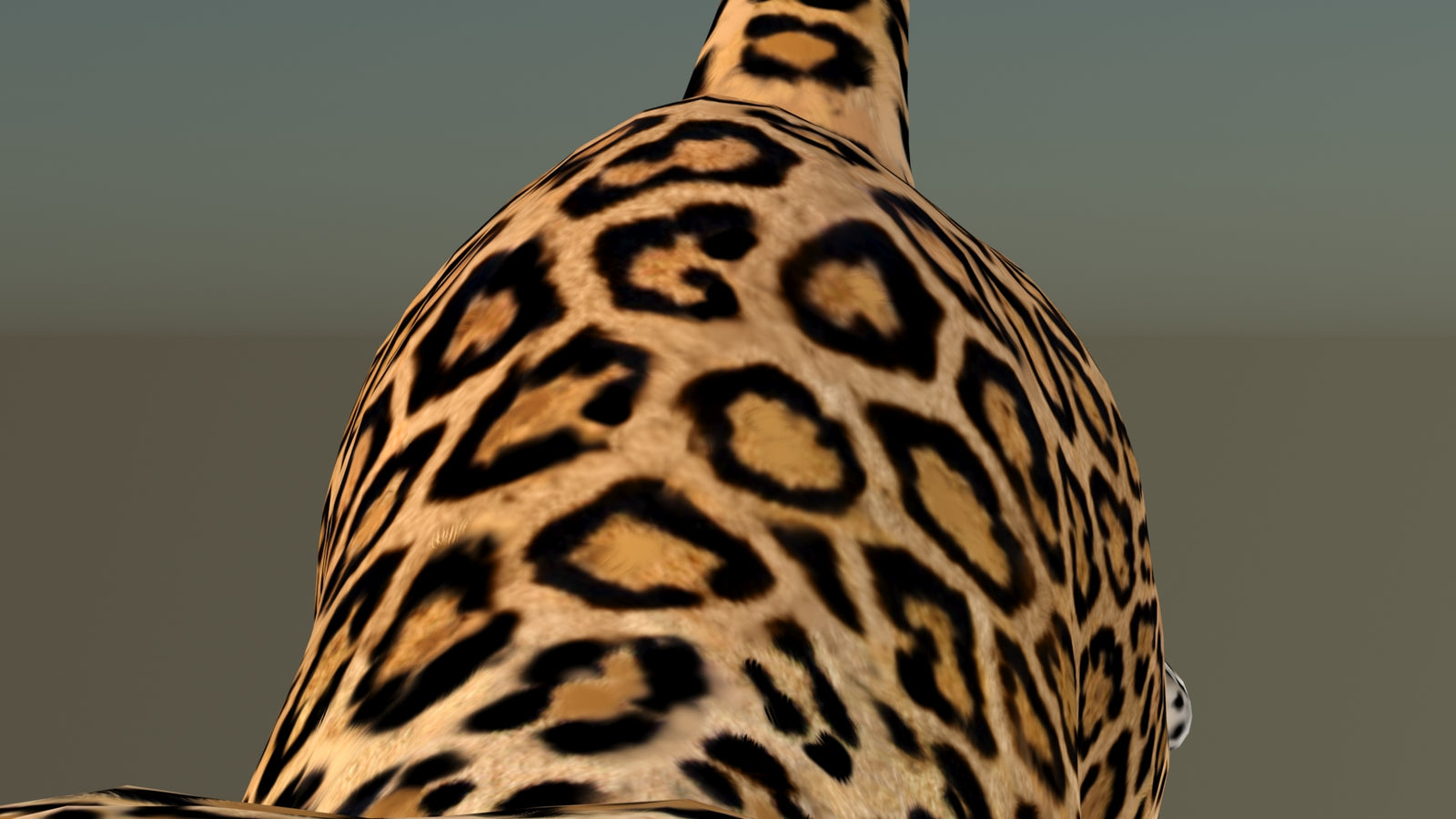 Leopard 3D Model Animated 360° view 6 frame 44