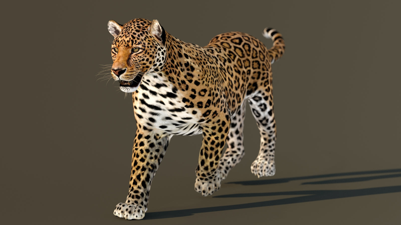Leopard 3D Model Animated 360° view 3 frame 6