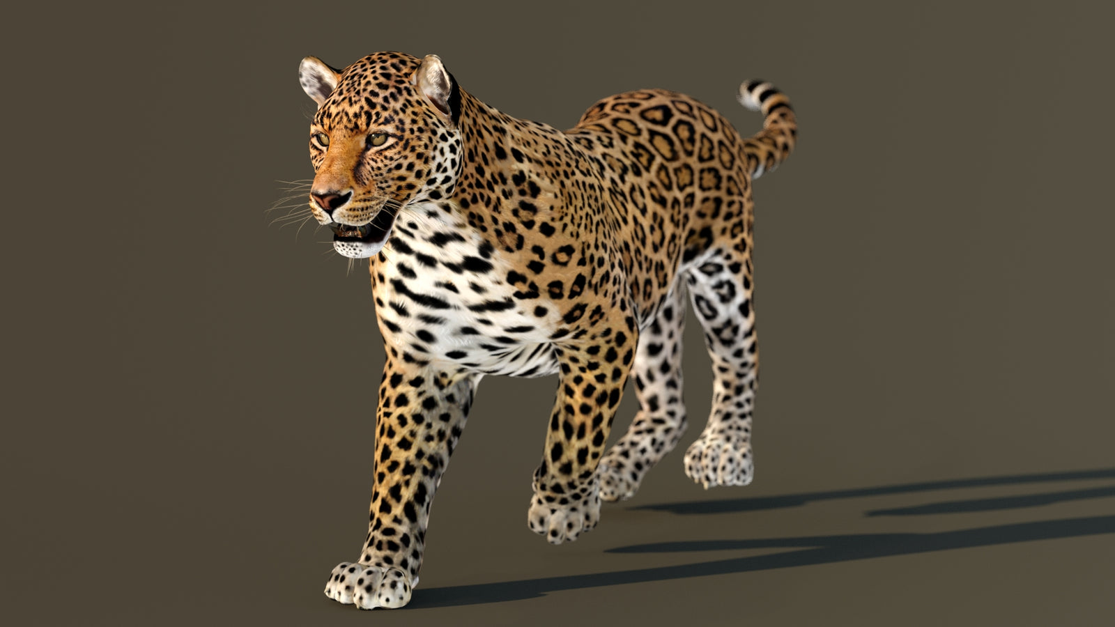 Leopard 3D Model Animated 360° view 3 frame 7