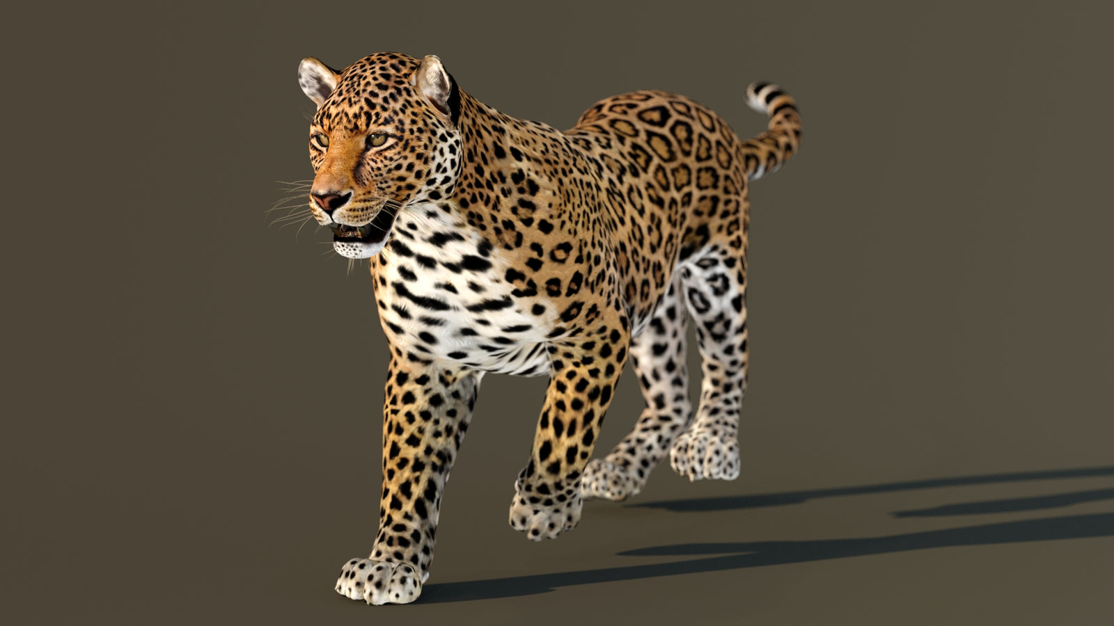 Leopard 3D Model Animated 360° view 3 frame 8