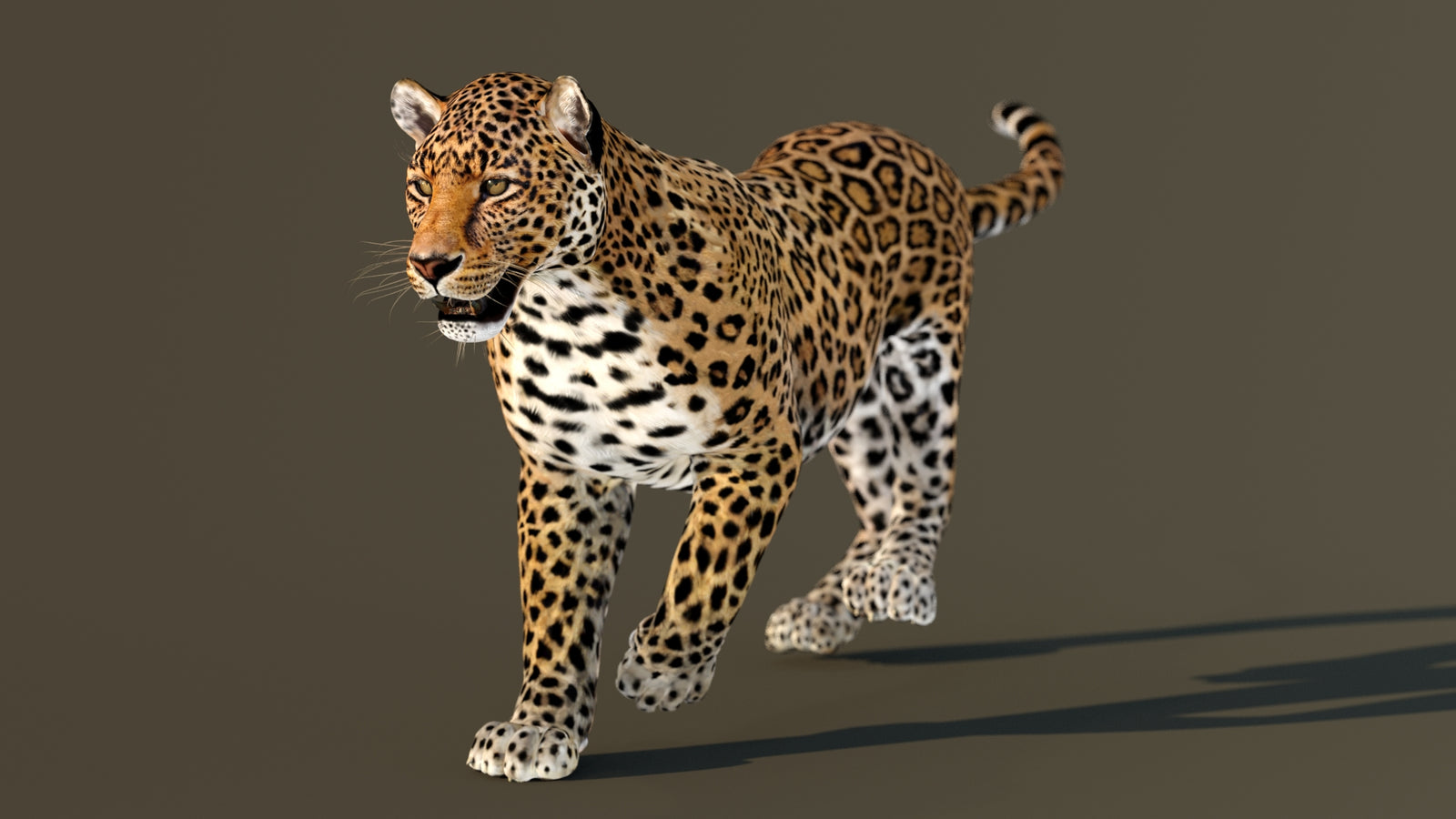 Leopard 3D Model Animated 360° view 3 frame 10