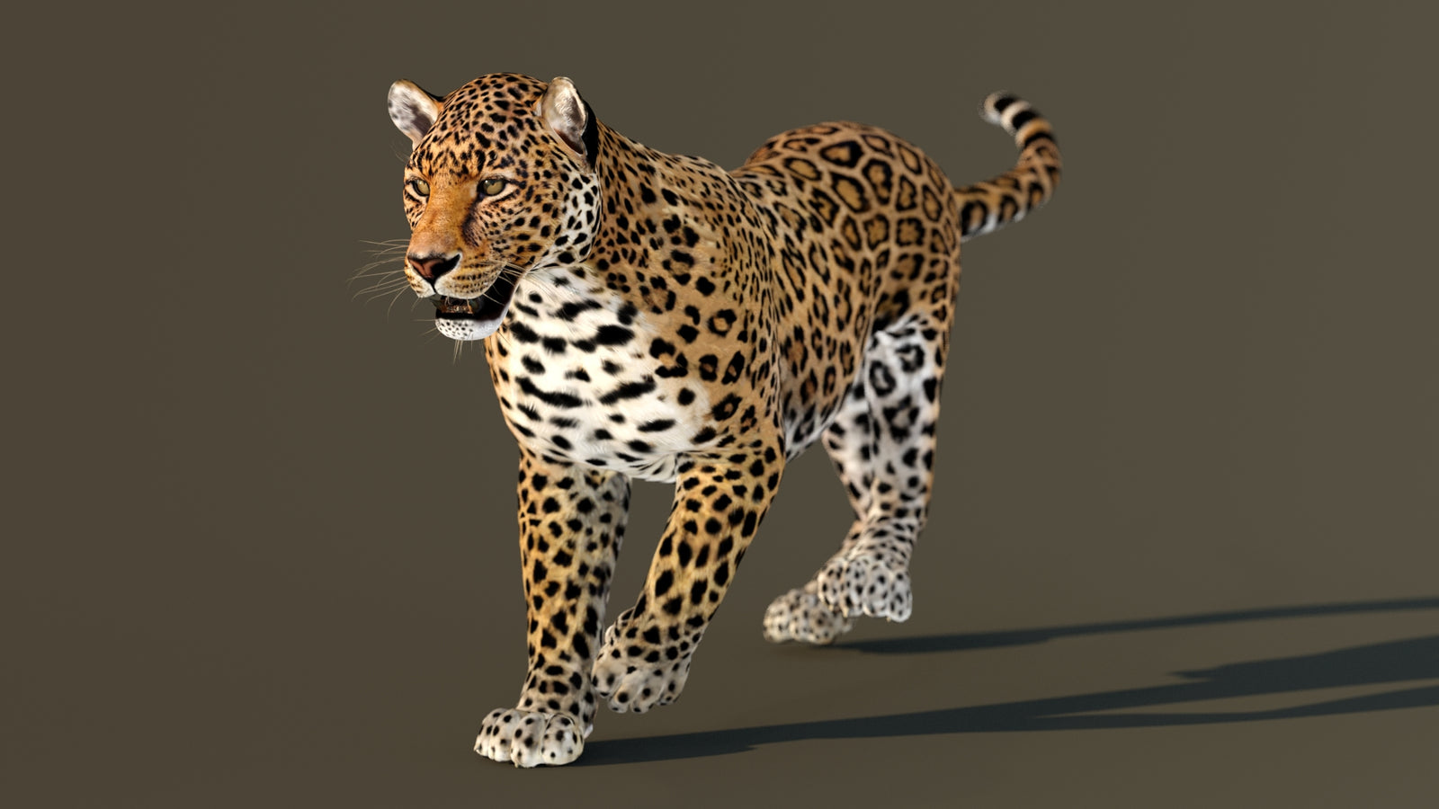 Leopard 3D Model Animated 360° view 3 frame 11