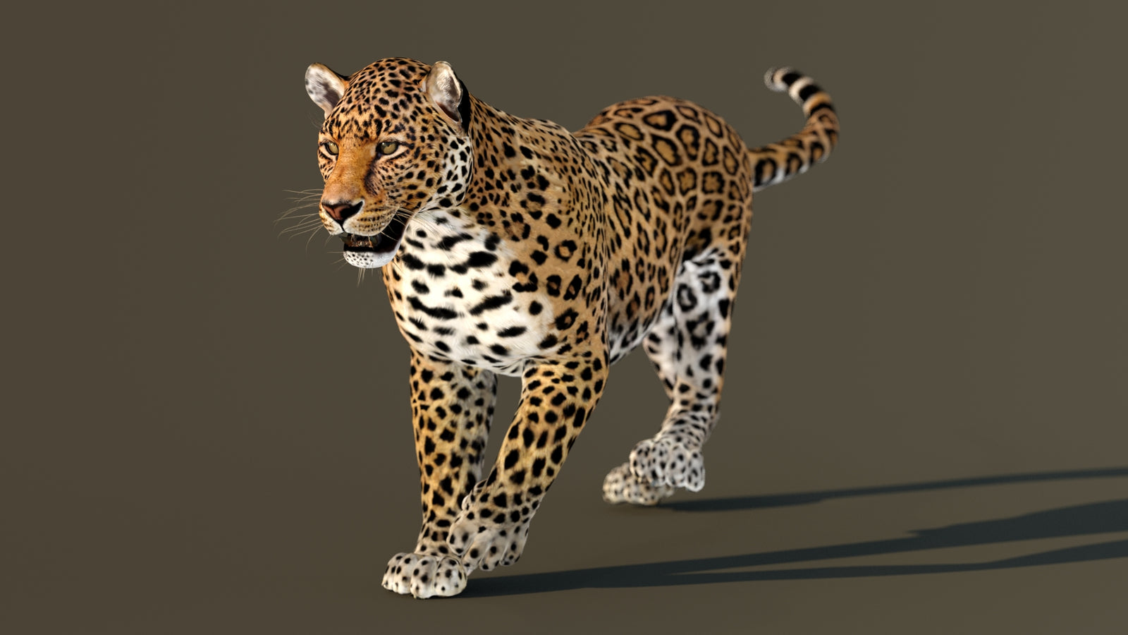 Leopard 3D Model Animated 360° view 3 frame 12