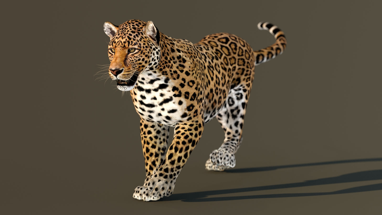 Leopard 3D Model Animated 360° view 3 frame 13
