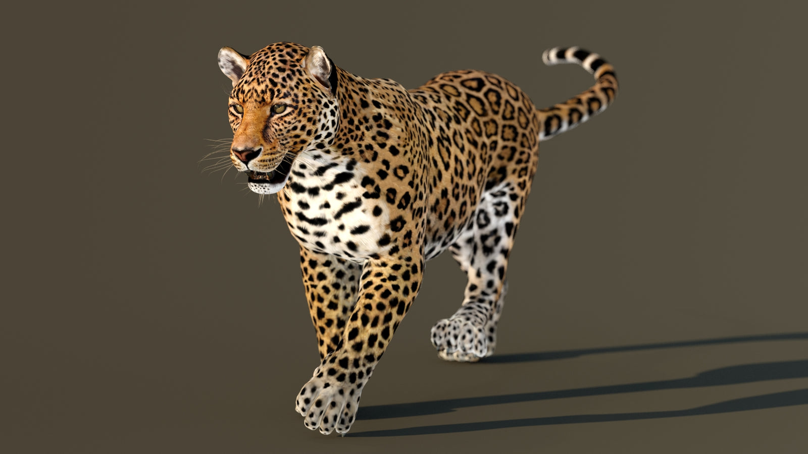 Leopard 3D Model Animated 360° view 3 frame 15