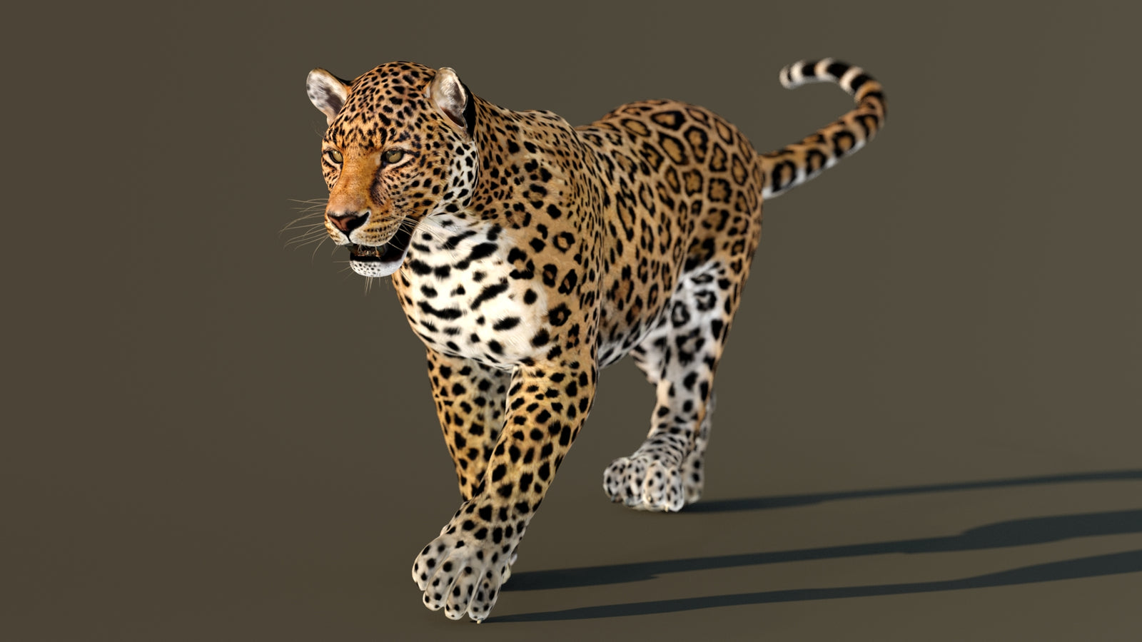 Leopard 3D Model Animated 360° view 3 frame 16