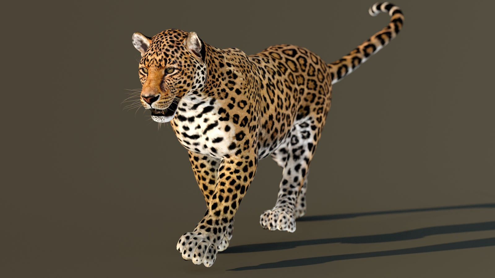 Leopard 3D Model Animated 360° view 3 frame 18