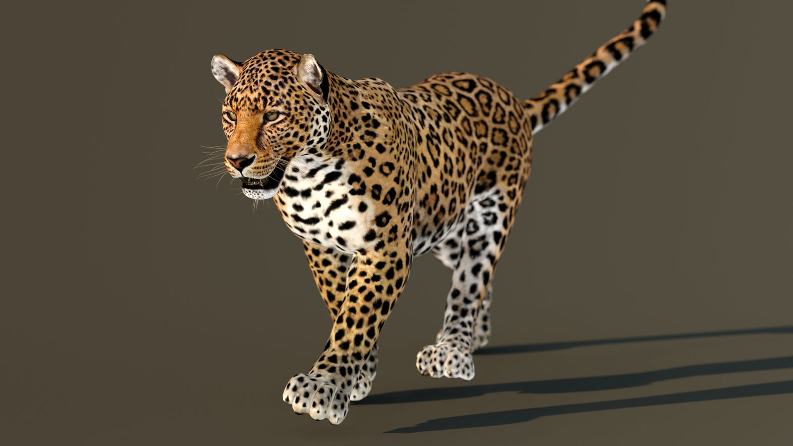 Leopard 3D Model Animated 360° view 3 frame 19