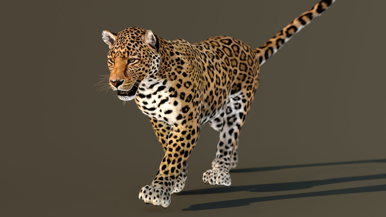 Leopard 3D Model Animated 360° view 3 frame 21
