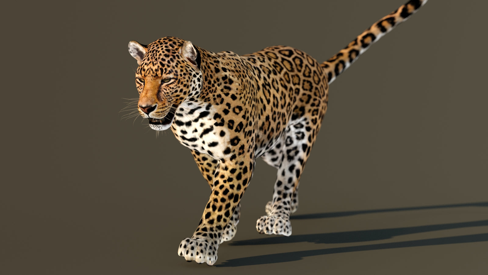 Leopard 3D Model Animated 360° view 3 frame 22