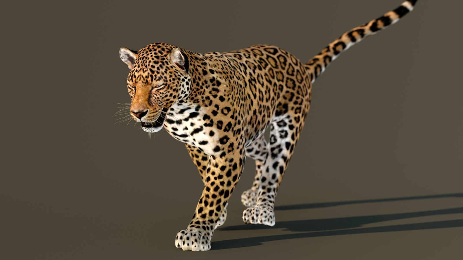 Leopard 3D Model Animated 360° view 3 frame 25