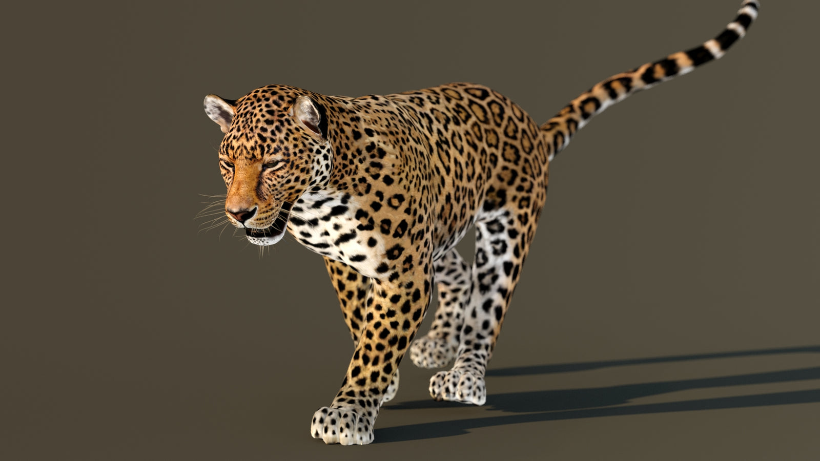 Leopard 3D Model Animated 360° view 3 frame 27