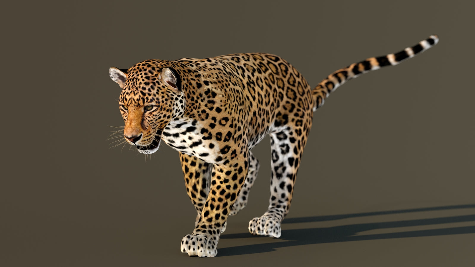 Leopard 3D Model Animated 360° view 3 frame 31