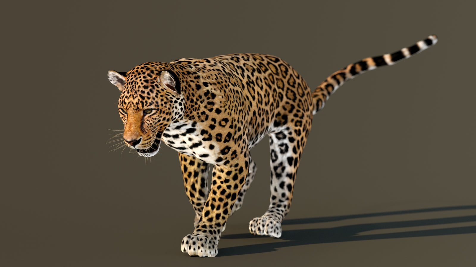Leopard 3D Model Animated 360° view 3 frame 32