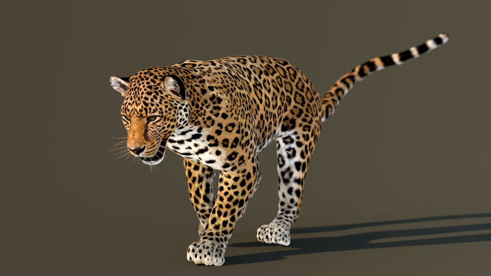 Leopard 3D Model Animated 360° view 3 frame 33