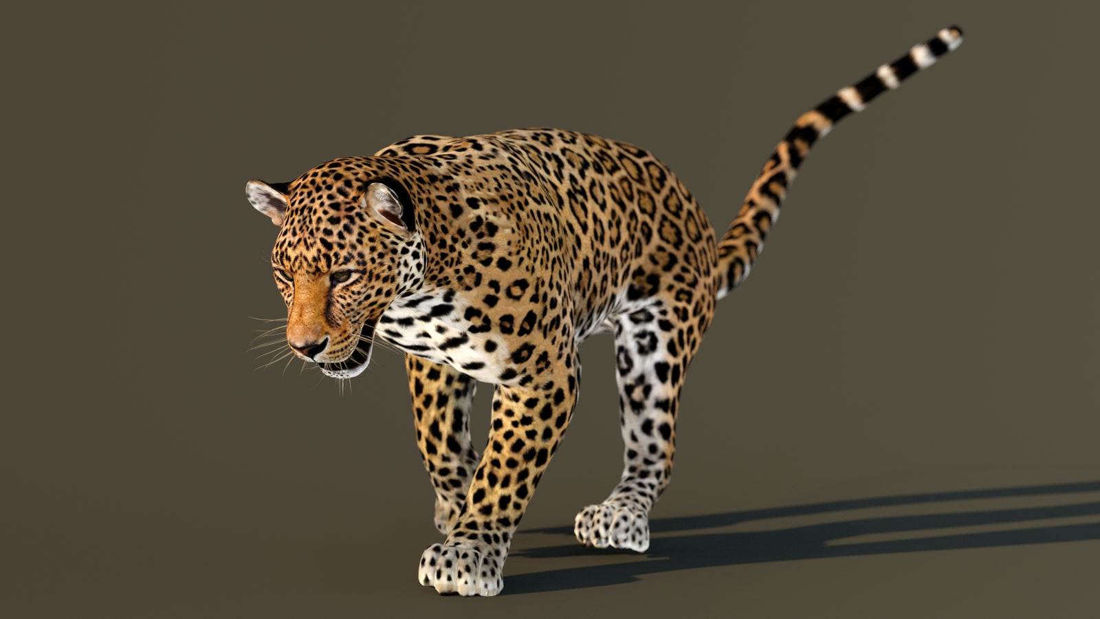 Leopard 3D Model Animated 360° view 3 frame 36