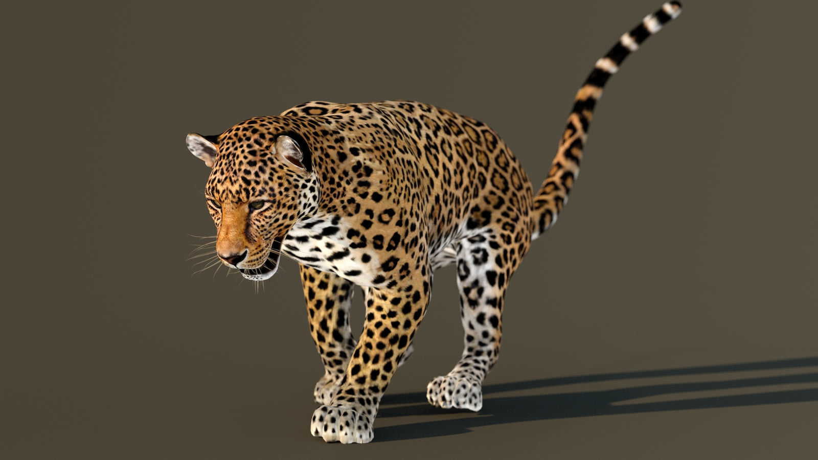 Leopard 3D Model Animated 360° view 3 frame 38